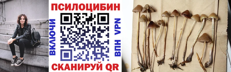 Псилоцибиновые грибы Psilocybine cubensis  Новоалександровск 